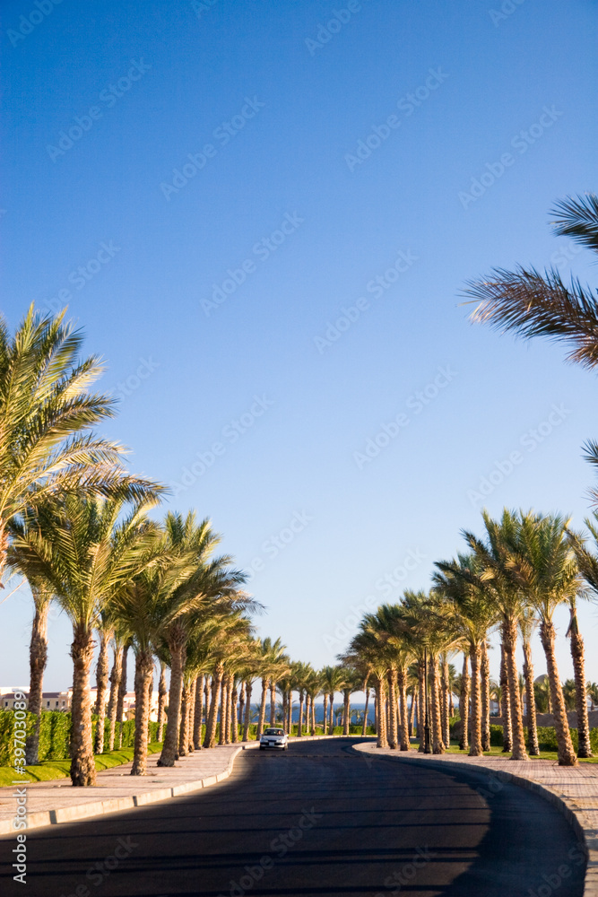Fototapeta premium Alley with palm-trees