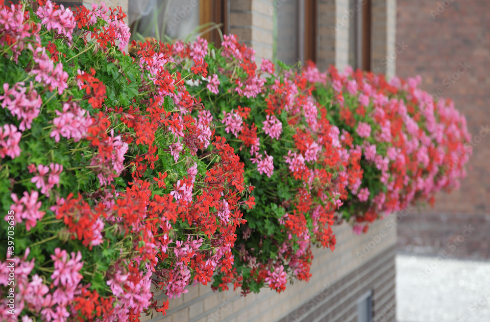 Geranien StockFoto Adobe Stock