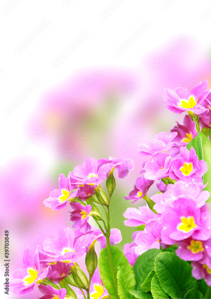 Spring flowers Spring flowers