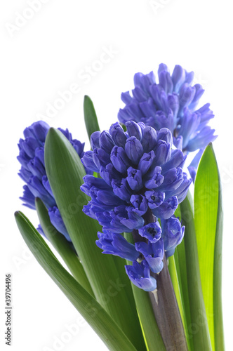 One purple hyacinth flower in closeup over white background