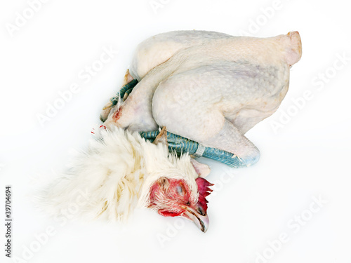 Küchenfertiges Bressehuhn photo