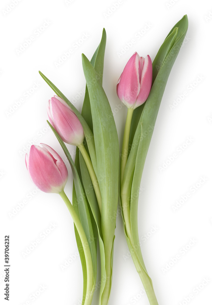 Fototapeta premium Tulips