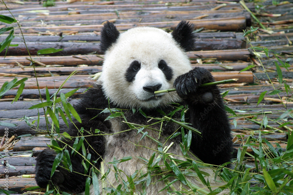 Obraz premium パンダ