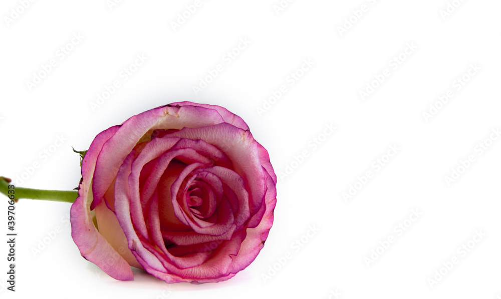 single rose single rose