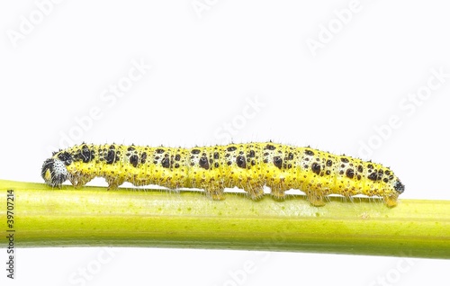 Caterpillar of the cabbage.