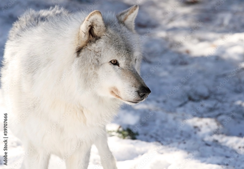 loup des bois