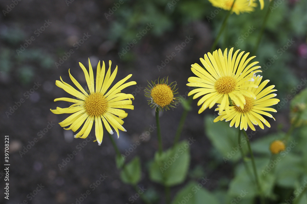 Obraz premium Yellow Flowers