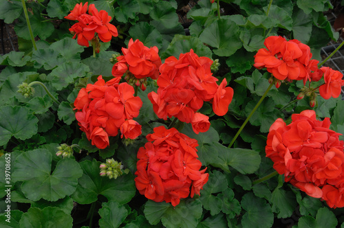 géranium