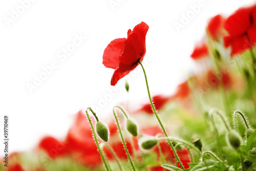 Fototapeta Naklejka Na Ścianę i Meble -  Corn Poppy Flowers