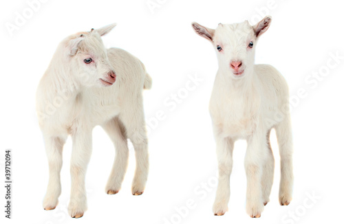 White goat isolated