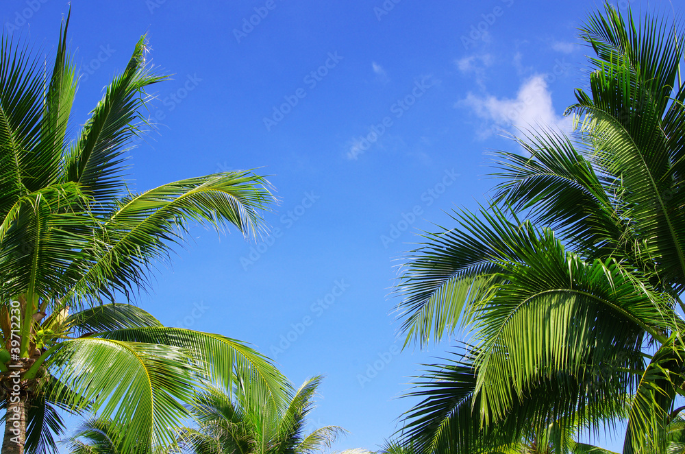 palm tree on sky palm tree on sky