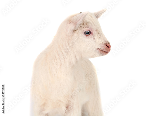 White goat isolated