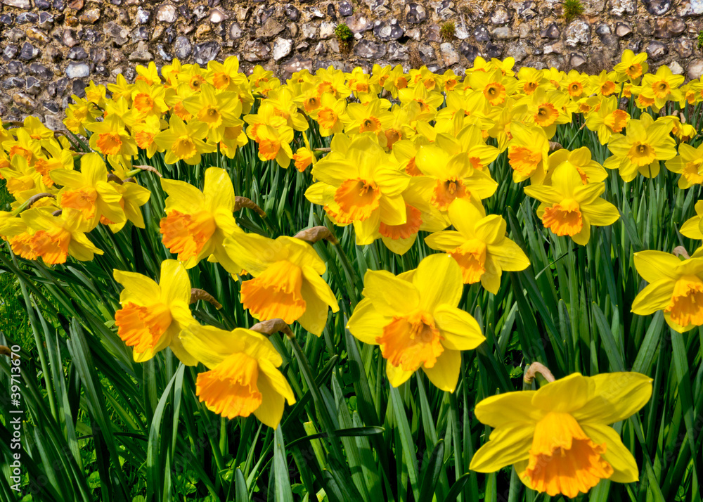 Obraz premium Daffodils against an old stone wall