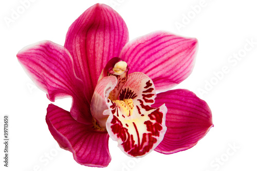 Obraz na plátně Purple Orchid Flower isolated on white background