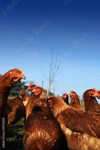 Brown Hens 3