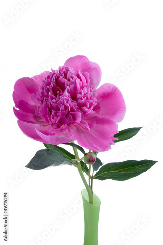 Pink peony in a vase