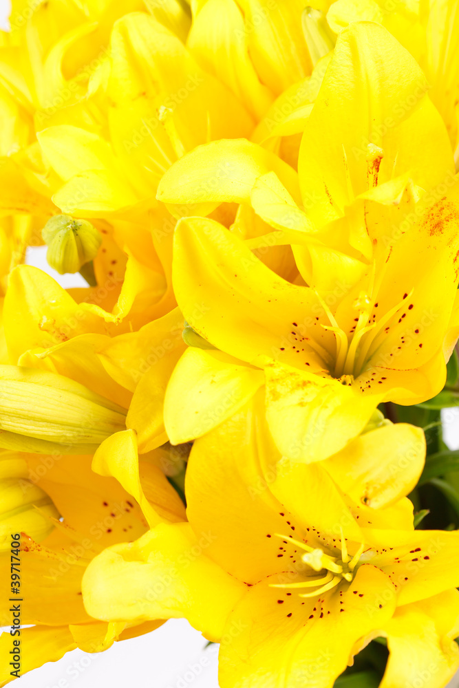 Fototapeta premium Beautiful lilies