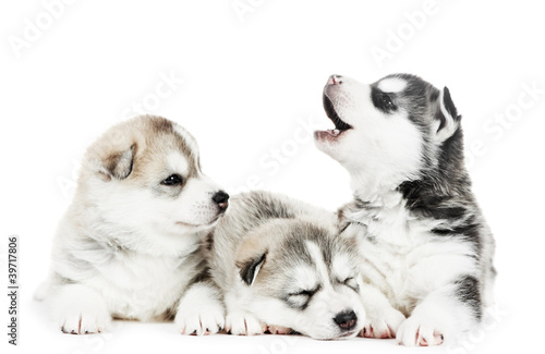Fotografía three Siberian husky puppy dog
