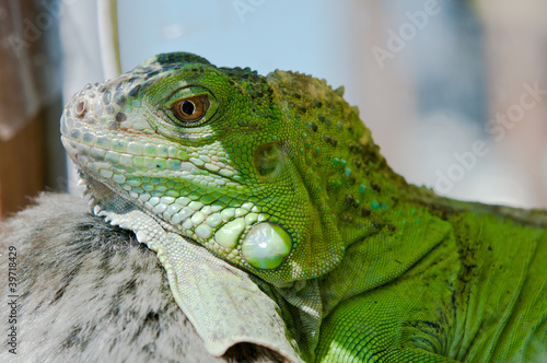 Iguana hiding the shade in terrarium