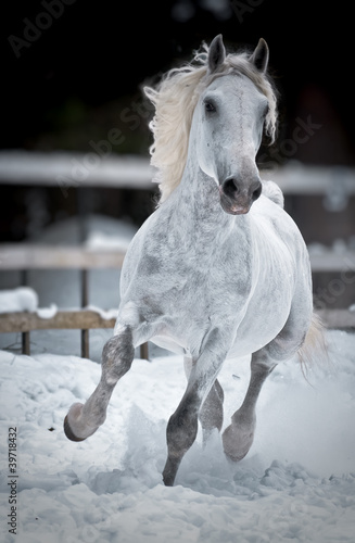 Fényképezés White horse runs gallop in winter