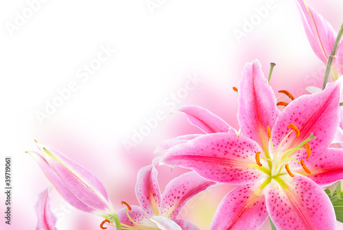 Pink lily #39719061