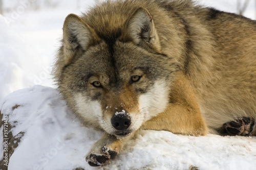 European gray wolf (Canis lupus lupus) resting