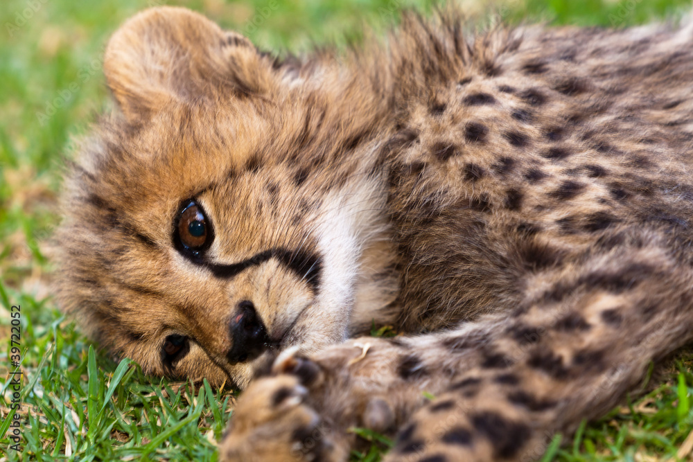 Fototapeta premium Young leopard baby