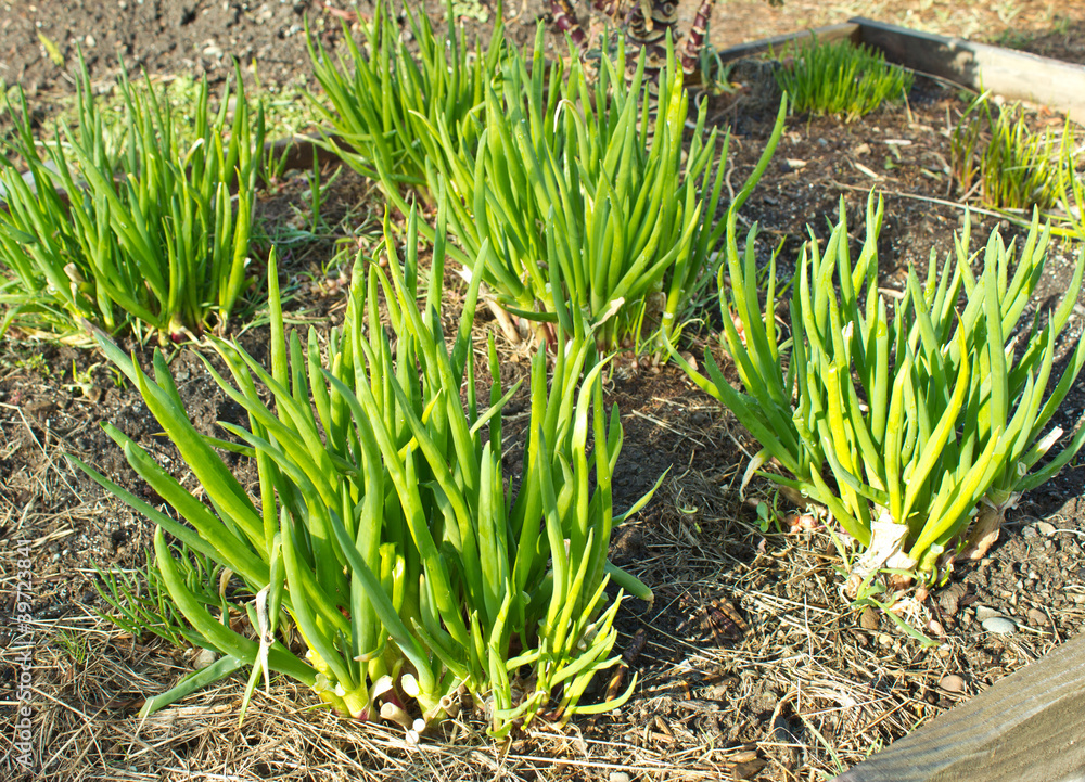 Obraz premium Winter Vegetables