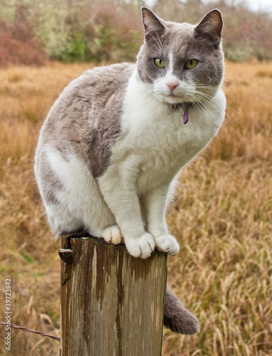 Cat on Fence Post