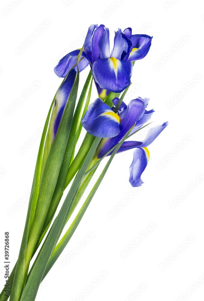 Spring blue irises isolated Spring blue irises isolated