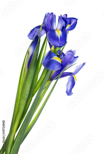 Fototapeta Naklejka Na Ścianę i Meble -  Spring  blue irises isolated