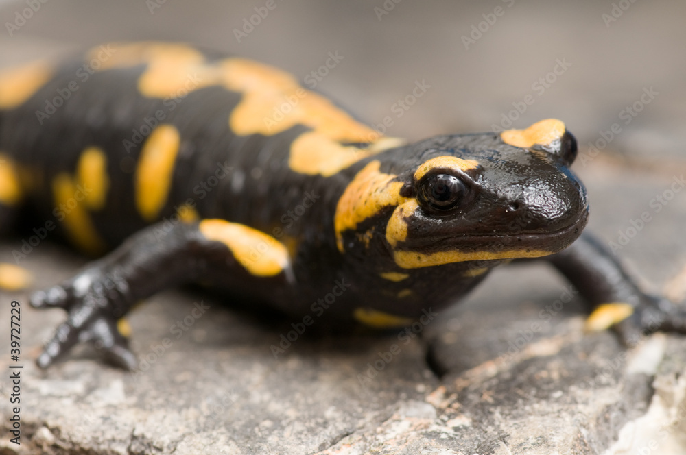 Fototapeta premium Salamander