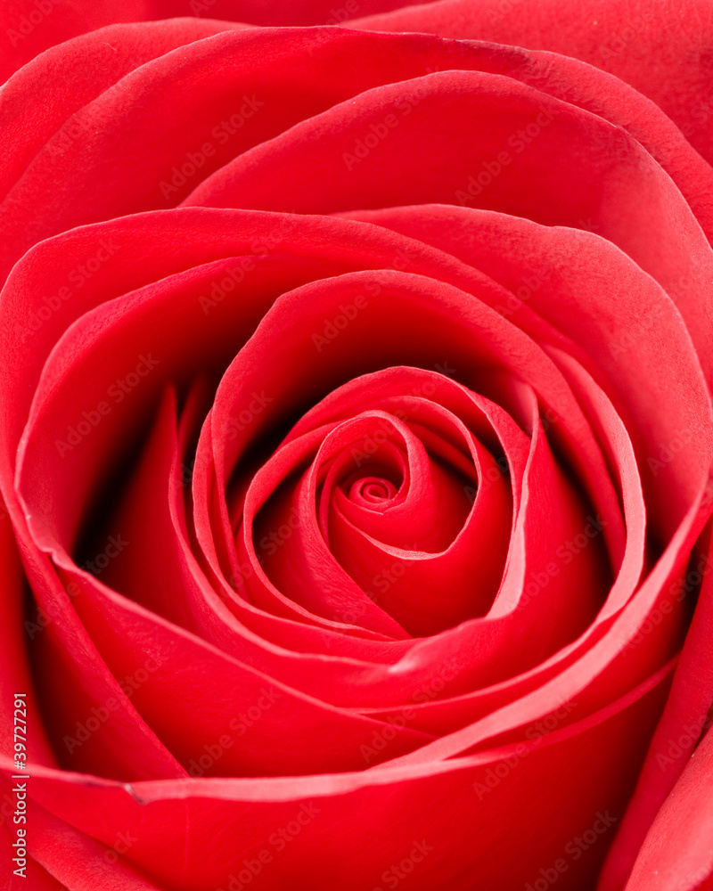 Red rose macro Red rose macro