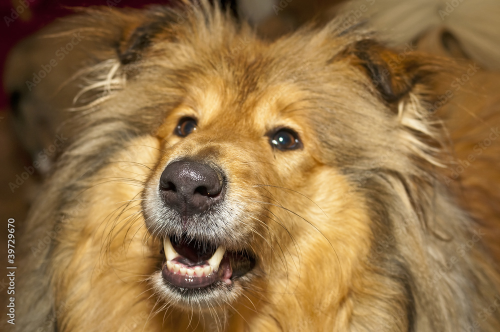 Collie Collie
