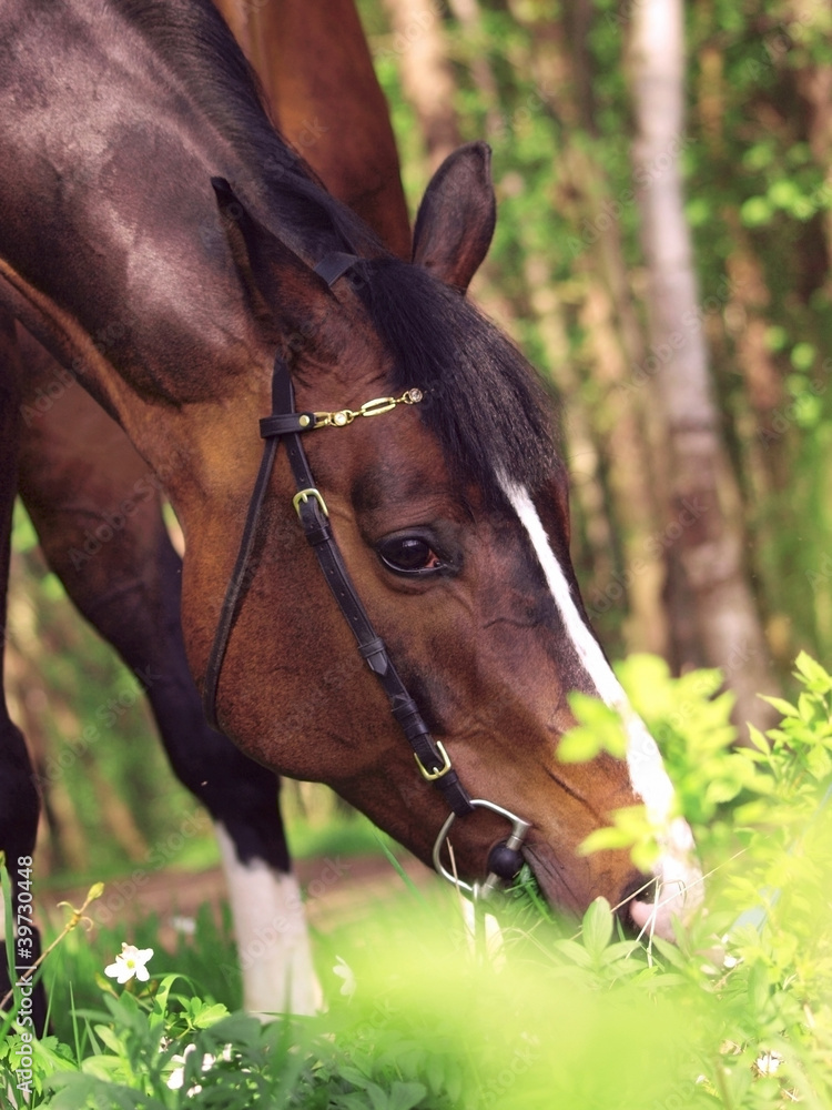 Obraz premium portrait of grazing bay horse
