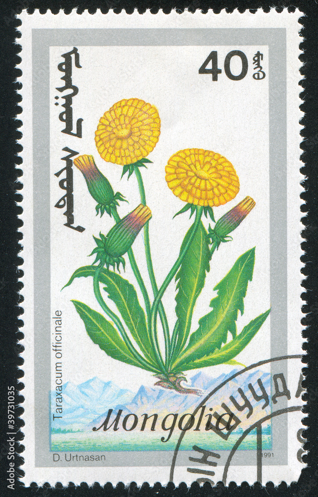 flower flower