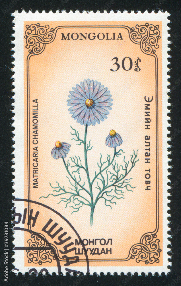 flower flower
