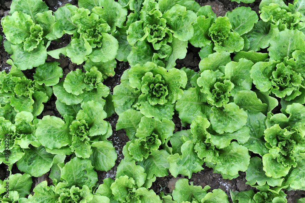 lettuce plant in field lettuce plant in field