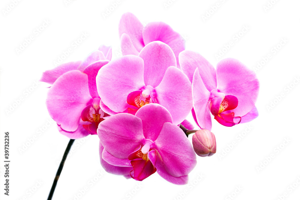 Beautiful flower pink Orchid Beautiful flower pink Orchid