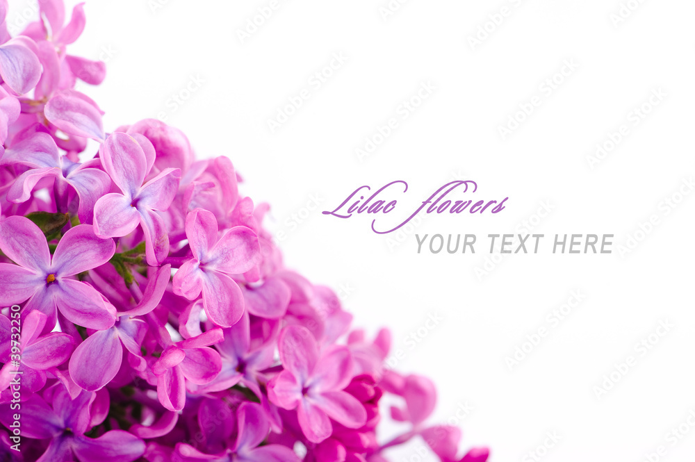 Lilac flowers with sample text