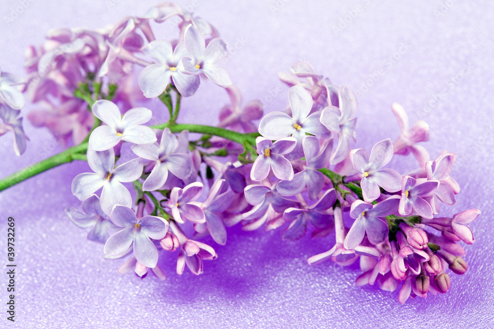 Spring flowers lilac