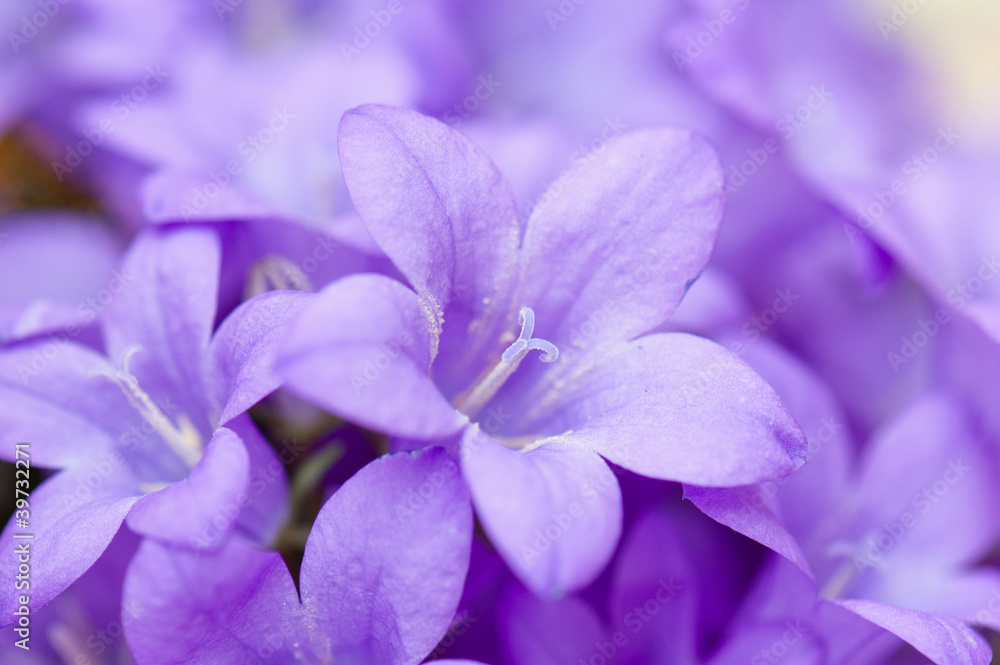 campanula blue a close up campanula blue a close up