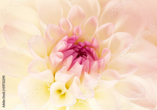 Fototapeta Naklejka Na Ścianę i Meble -  Flower pink dahlia, macro shot