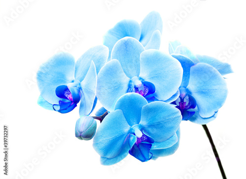 Fototapeta Naklejka Na Ścianę i Meble -  Beautiful blue flower Orchid