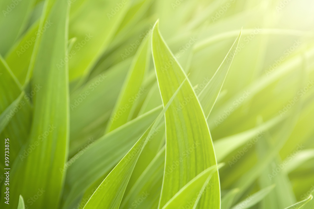 Green grass and beauty light Green grass and beauty light