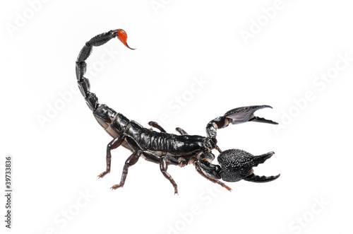 black scorpion Pandinus imperator in posture of agression isolat