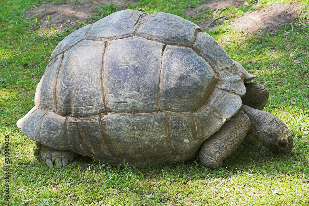 Galapagos Schildkröte Galapagos Schildkröte