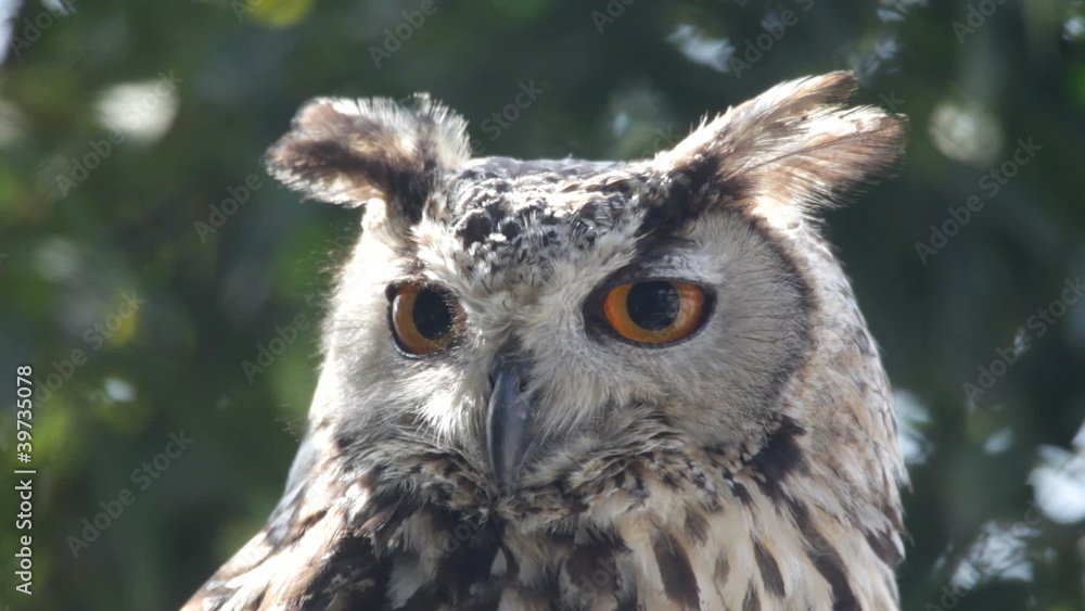 Owl. Owl.