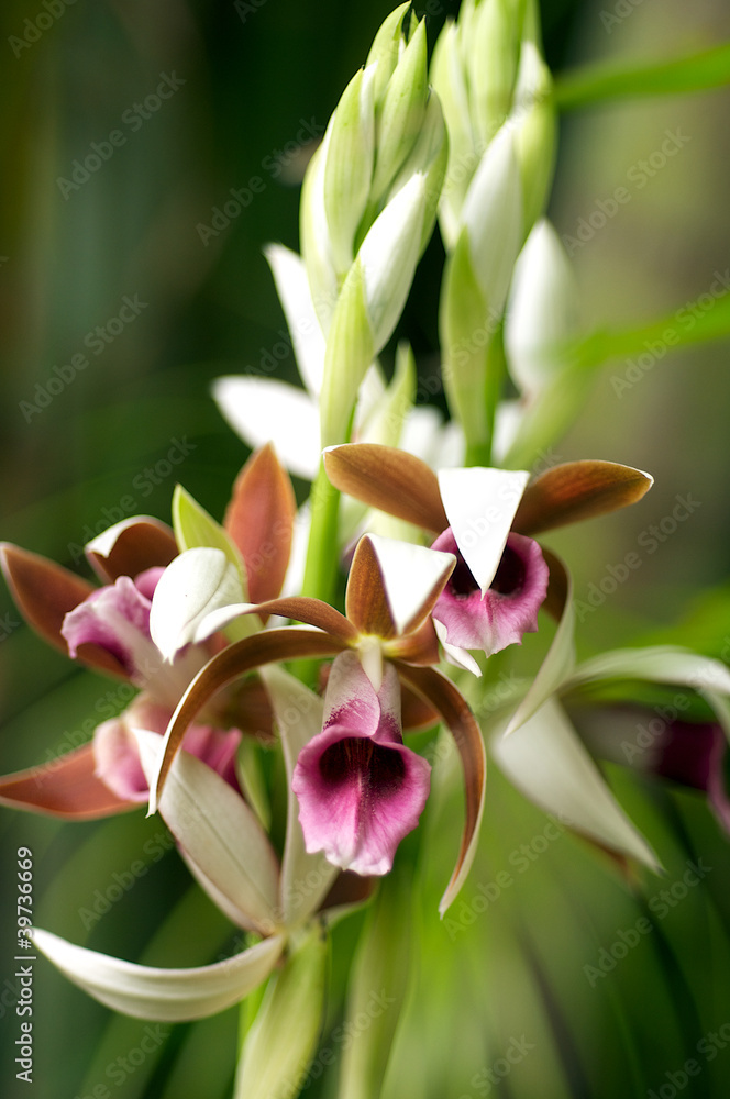 Obraz premium A Nun Orchid in early moringin light.