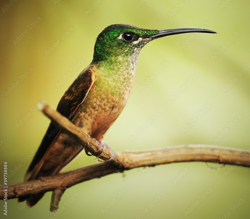 Obraz premium Colibri resting on a twig